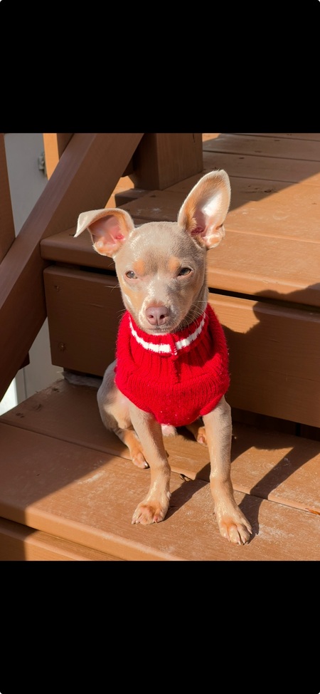 Entry image for Toby 🐾. Clicking this image will show a larger photo