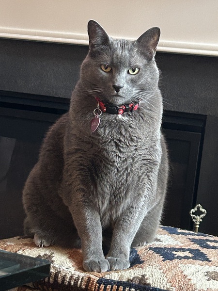 Baci