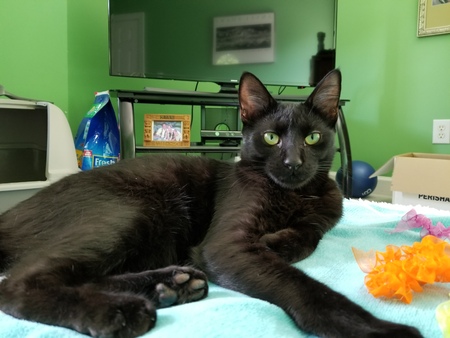 Onyx
