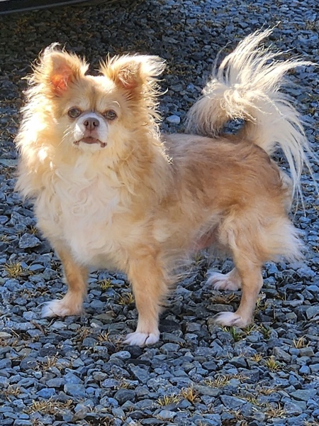 Benji