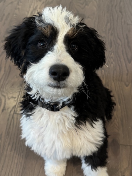 Molly