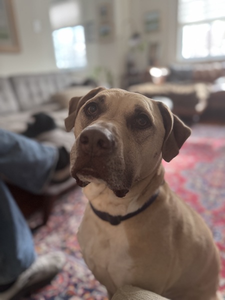 Scout