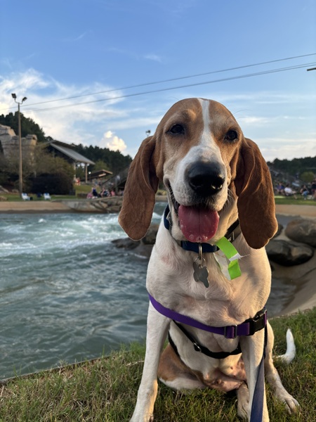 Reba