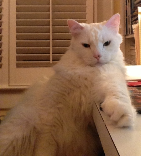 Marshmallow