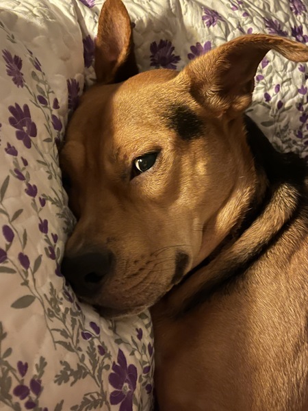 Sammy