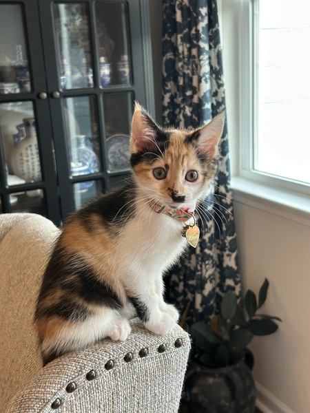 Cali