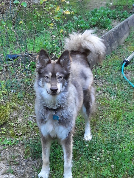Tasha