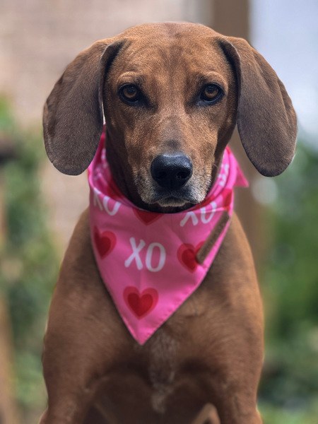 Stella