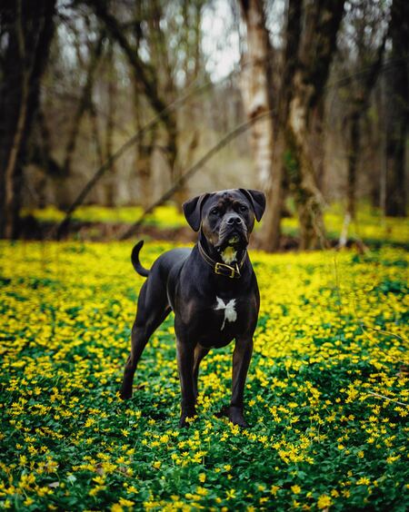 Booker
