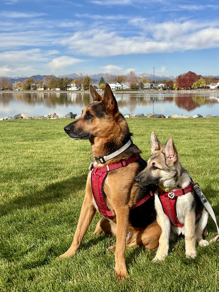Gunner & Bonnie 