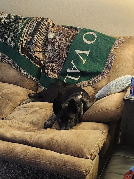 Mikko