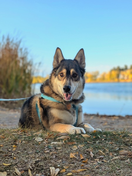 Apollo