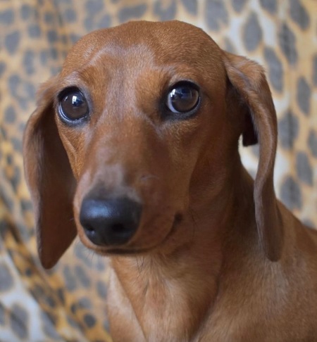 Georgie (aka Smoogie)
