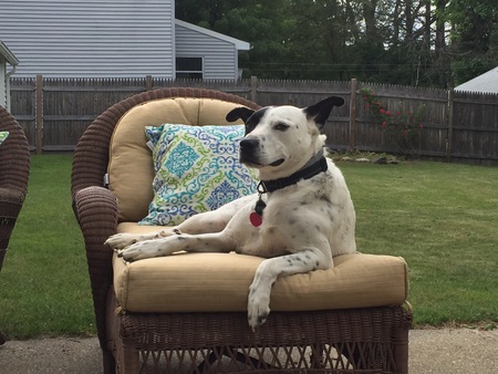Finn
