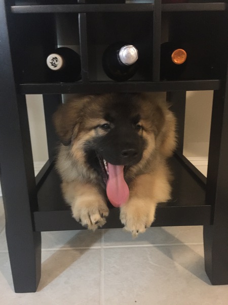 Zeus