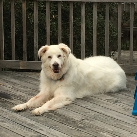 Teddy 