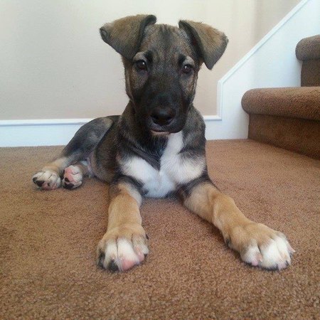 Jango