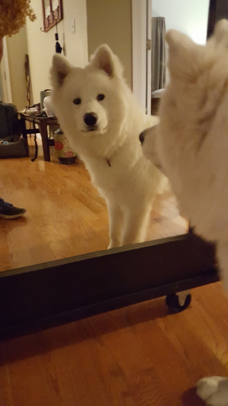 Bodhi