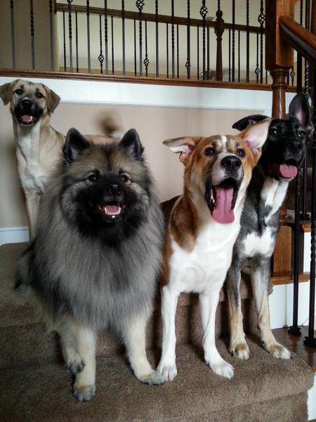 Jackson (Afghanistan), Bailey (Oklahoma), Sammy (Kuwait), and Jango (Detroit, Michigan).  