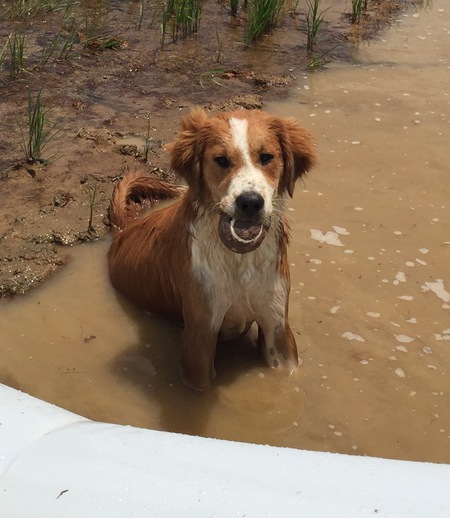 Huckleberry