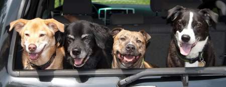 Buddy, Bella, Twinkie, Rowdy