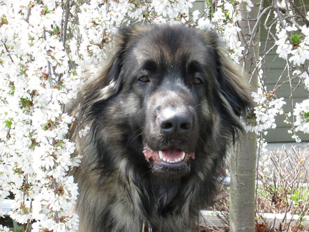 Bullwinkle Moose