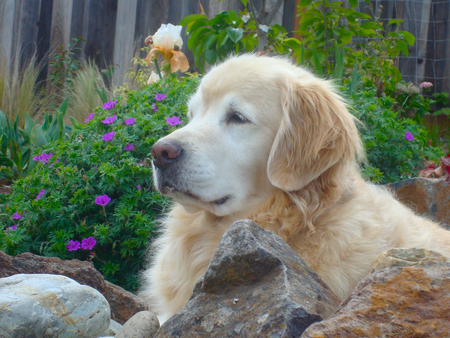 Augie