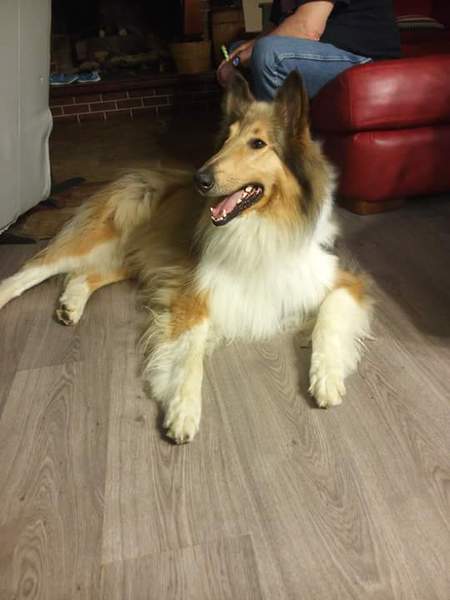 Angus