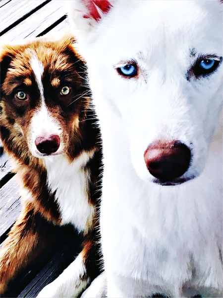 Meeshka and Ozzy
