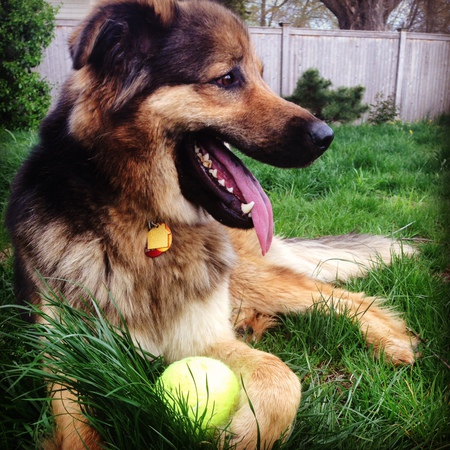 Bo, BFDR alum
