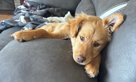 Duchess