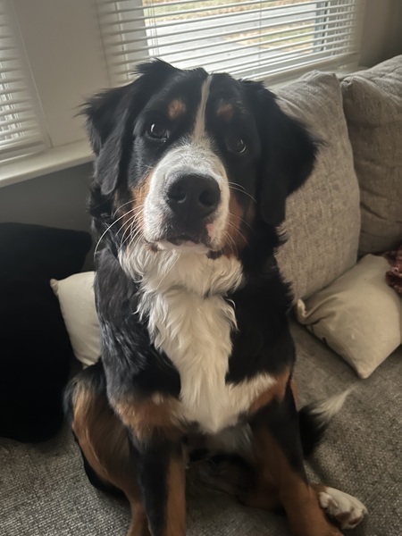 Nelli