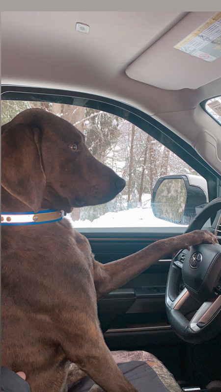 Cambo the driver 