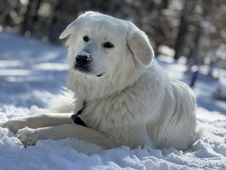 Poppy Lucille Polar Bear