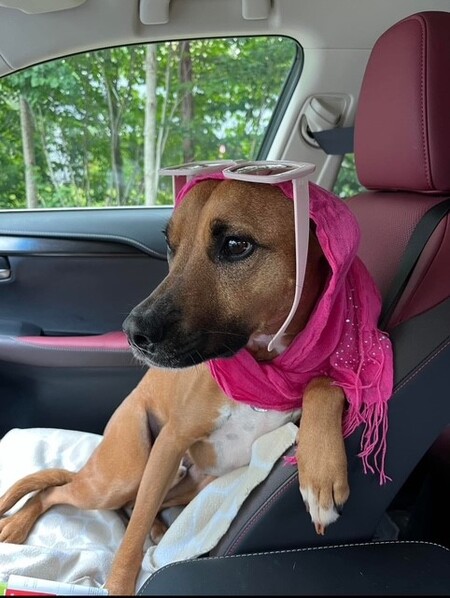 Yogi 