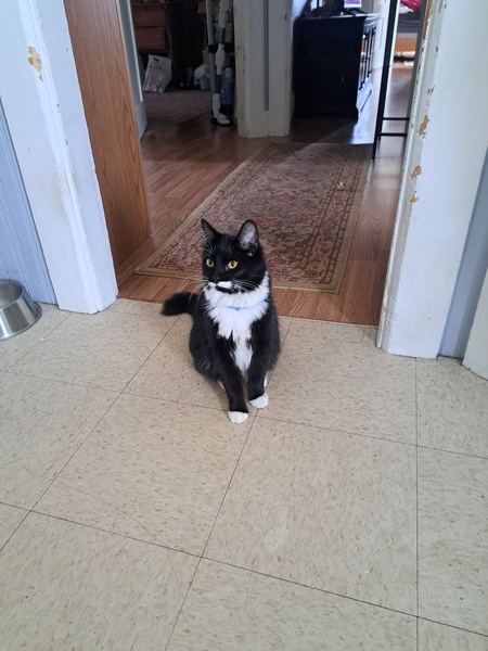 Odin