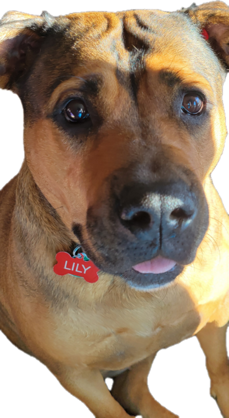 Lily