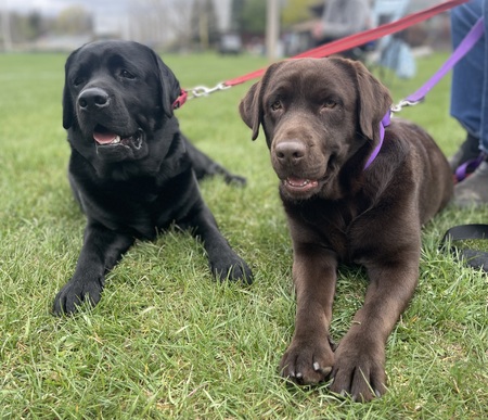Bentley and Hazel