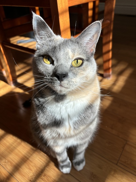 Misty