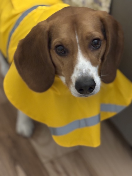 Winston
