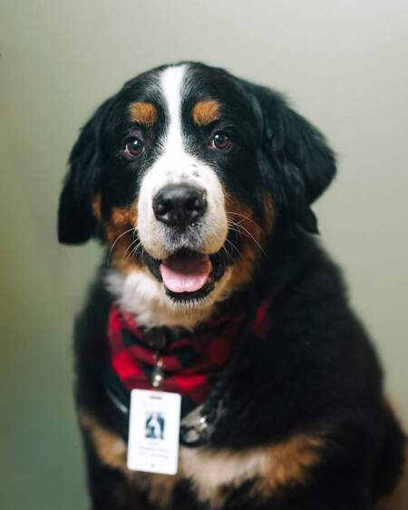 Koda