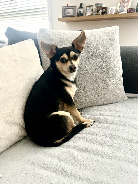 Dogo