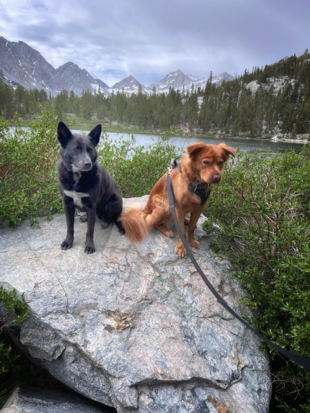 Jinx and Arlo
