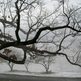 Entry image for Oak tree along the Hudson