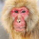 Entry image for Old and Wise