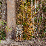 Entry image for Reconnaissance