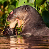 Entry image for Sashimi