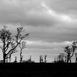 Entry image for Twilight In The Nantucket Serengeti