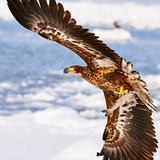 Entry image for Majestic