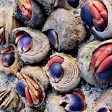 Entry image for The Crustacean’s Gathering